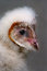 Free Young Barn Owl Royalty Free Stock Photo - 3293715