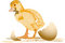 Free Duckling Stock Photo - 3294650