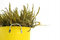 Free Tin Pot Heathers Royalty Free Stock Photos - 3294758