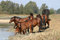 Free Herd Of Horses Royalty Free Stock Image - 3294846
