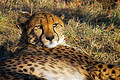 Free The Cheetah Has A Rest Royalty Free Stock Photography - 336937