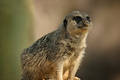 Free Meerkat Stock Image - 337911
