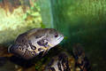 Free Colorful Fish In A Tank Royalty Free Stock Photos - 339508
