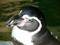 Free Closeup Of A Penguin Royalty Free Stock Photography - 330377