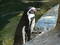 Free Little Penguin Royalty Free Stock Photos - 330378