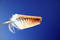 Free Feather In Sky Stock Photo - 330960