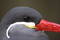 Free Inca Tern Royalty Free Stock Photography - 332897