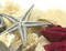 Free Starfish Royalty Free Stock Image - 334836