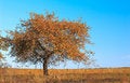 Free Solitude Tree Royalty Free Stock Photos - 3302348