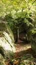 Free Stone-Pit And Forest Royalty Free Stock Photos - 3306818