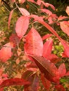 Free Red Leaves Stock Photos - 3308223