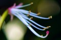 Free Azalea S Stamen Stock Photo - 3308630