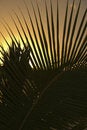 Free Palm Frond Stock Image - 3309011