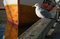 Free Seagull On A Pier Stock Photography - 3302142
