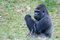 Free Big Male Gorilla Stock Photos - 3304123
