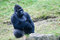 Free Big Male Gorilla Royalty Free Stock Image - 3304136