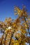 Free Fall 10-07 C Stock Photos - 3306803