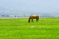 Free Horse Royalty Free Stock Image - 3312256