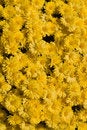 Free Yellow Flowers Vertical Royalty Free Stock Photos - 3315898