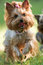 Free Yorkshire Terrier Stock Images - 3310284