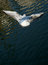 Free Seagull Flying Seagull Royalty Free Stock Photos - 3314458