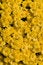 Free Yellow Flowers Vertical Royalty Free Stock Photos - 3315898