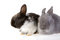 Free Two Bunny, Focus On The Black Royalty Free Stock Photos - 3317318
