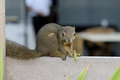 Free Red Mammal Squirrel Royalty Free Stock Photography - 3323597