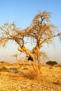 Free Desert Landscape Royalty Free Stock Photography - 3323917