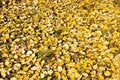 Free Foliage Stock Photos - 3324183