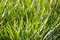 Free Blades Of Grass Royalty Free Stock Photography - 3321387