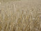 Free Rye Field Stock Photo - 3321630