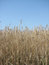 Free Rye Field 4 Stock Photo - 3321650