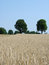 Free Rye Field And Trees 3 Stock Images - 3321704