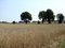 Free Rye Field And Trees 5 Stock Photo - 3321710