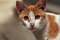 Free Cat Stock Photos - 3323023