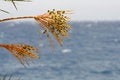 Free Date Tree, Red Sea Beach Royalty Free Stock Image - 3331436