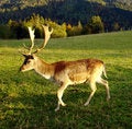 Free Wild Deer In The Alpes. Stock Photo - 3335230