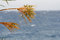 Free Date Tree, Red Sea Beach Royalty Free Stock Image - 3331436