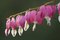 Free Bleeding Heart Royalty Free Stock Photography - 3332577