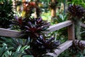 Free Botanical Garden Stock Image - 3341961