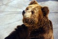 Free Brown Bear Royalty Free Stock Image - 3347536