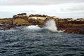 Free Seals On The Rocks Royalty Free Stock Photo - 3348415