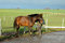 Free Horse And Man Stock Image - 3342601