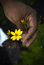 Free Hand Holding Flower Royalty Free Stock Photography - 3343927