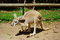 Free Kangaroo Stock Photography - 3345312