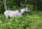 Free Horse In The Wild Royalty Free Stock Photo - 3346645