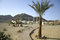 Free Palm Trees On Beach Resort Royalty Free Stock Photo - 3347525