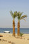 Free Palm Trees On Beach Resort Stock Image - 3347531