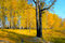 Free Autumn Forest Royalty Free Stock Photos - 3348338